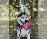 Small #1 Siberian Husky