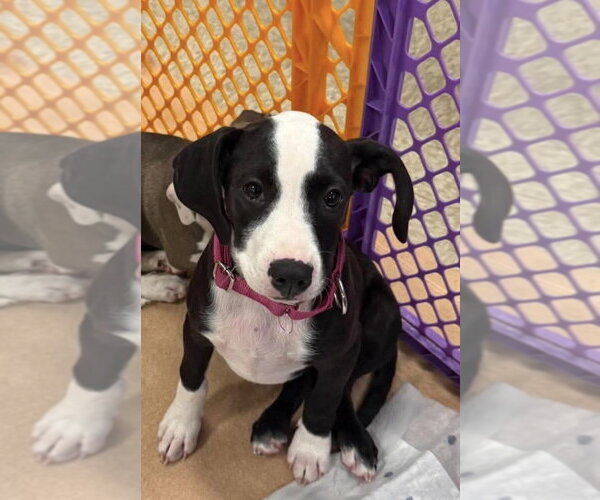 Medium Photo #4 Mutt Puppy For Sale in Wenonah, NJ, USA