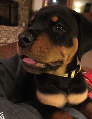 Rottweiler Puppy for sale in CAVE SPRING, VA, USA
