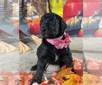 Small Photo #5 Poodle (Standard) Puppy For Sale in PORT ST LUCIE, FL, USA