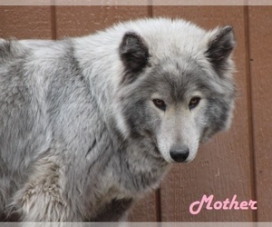 Mother of the Wolf Hybrid puppies born on 12/18/2023
