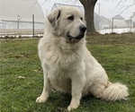 Small Photo #1 Great Pyrenees Puppy For Sale in HUBBARD, IA, USA
