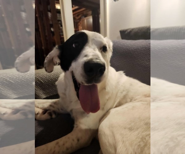 Medium Photo #2 Mutt Puppy For Sale in Woodbury, NY, USA