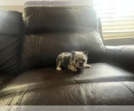 Small #2 French Bulldog