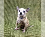 Small Chihuahua