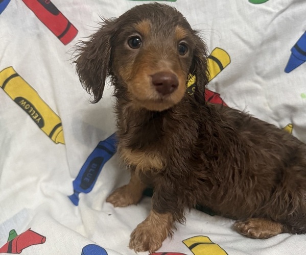Medium Photo #4 Dachshund Puppy For Sale in LUMBERTON, NC, USA