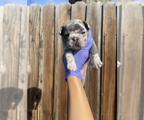 Medium Photo #2 French Bulldog Puppy For Sale in CITRUS HEIGHTS, CA, USA