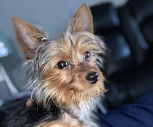 Father of the Yorkshire Terrier puppies born on 05/21/2023