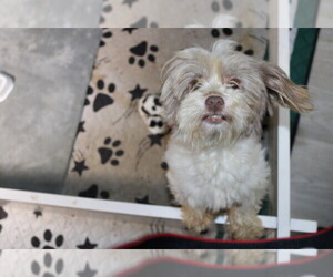 Mother of the Havanese-Havashu Mix puppies born on 06/06/2026