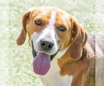 Small Treeing Walker Coonhound Mix