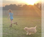 Small #7 Labradoodle