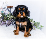 Puppy Fairy Cavalier King Charles Spaniel
