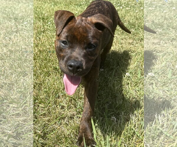 Medium Photo #4 Mutt Puppy For Sale in Mooresville, NC, USA