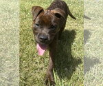 Small #3 Mutt