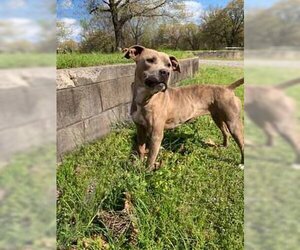 American Pit Bull Terrier-Unknown Mix Dogs for adoption in Pryor, OK, USA