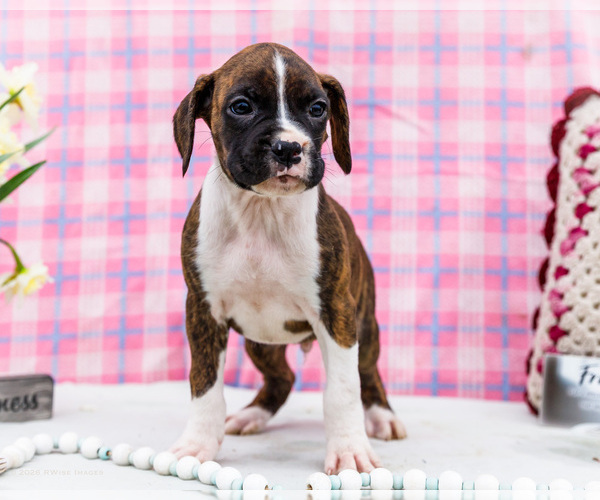 Medium Photo #1 Boxer Puppy For Sale in WAKARUSA, IN, USA