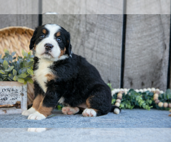 Medium Photo #2 Bernese Mountain Dog Puppy For Sale in SHREVE, OH, USA