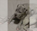 Small Great Dane