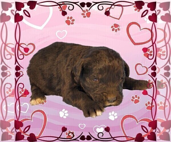 Medium Photo #19 Golden Mountain Dog Puppy For Sale in BLACK FOREST, CO, USA