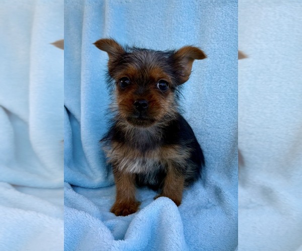 Medium Photo #4 Yorkshire Terrier Puppy For Sale in FAIR HAVEN, MI, USA