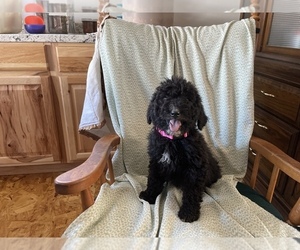 Golden Mountain Doodle  Puppy for sale in LA VALLE, WI, USA