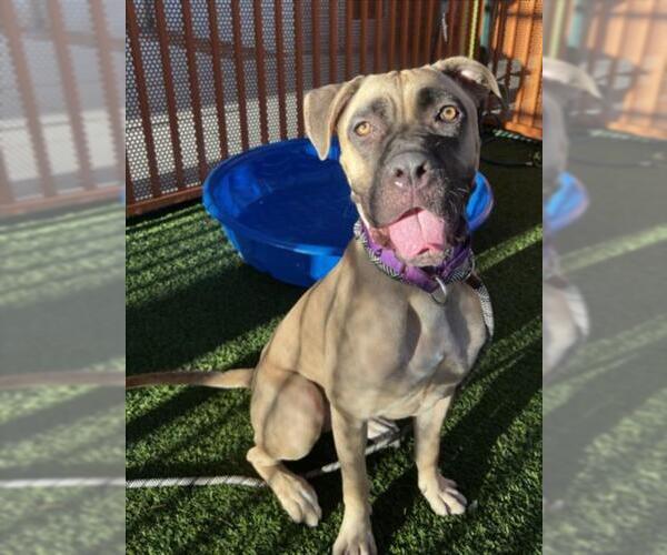 Medium Photo #1 Mastiff-Unknown Mix Puppy For Sale in Las Vegas, NV, USA
