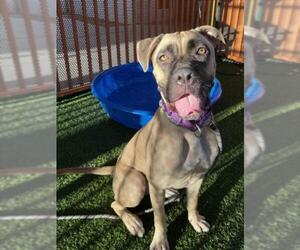 Mastiff-Unknown Mix Dogs for adoption in Las Vegas, NV, USA