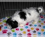 Small Photo #8 Zuchon Puppy For Sale in ORO VALLEY, AZ, USA