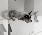 Small Mutt