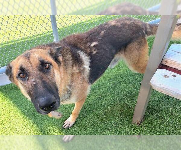 Medium Photo #1 German Shepherd Dog-Unknown Mix Puppy For Sale in Grand Prairie, TX, USA