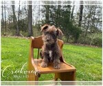 Small Photo #11 Schnauzer (Miniature) Puppy For Sale in NIANGUA, MO, USA
