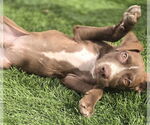 Small #3 American Staffordshire Terrier-Labrador Retriever Mix