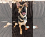Small Photo #4 Mutt Puppy For Sale in Holly Springs, NC, USA