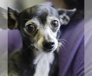 Chihuahua-Unknown Mix Dogs for adoption in San Antonio, TX, USA