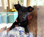 Small #1 Chihuahua Mix