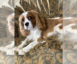 Small #4 Cavalier King Charles Spaniel