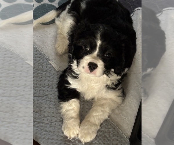 Medium Photo #1 Cavachon Puppy For Sale in OLYMPIA, WA, USA