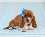 Small Basset Hound