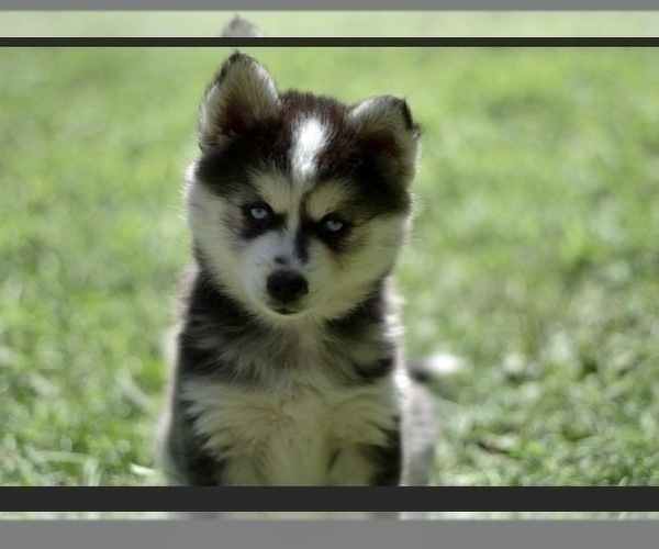 Medium Photo #1 Pomsky Puppy For Sale in WOODSTOCK, CT, USA