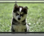 Small Photo #1 Pomsky Puppy For Sale in WOODSTOCK, CT, USA