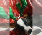 Small Photo #9 American Bulldog Puppy For Sale in CALDWELL, ID, USA