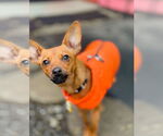 Small #1 Chihuahua