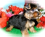 Small Photo #4 Yorkshire Terrier Puppy For Sale in HAMMOND, IN, USA