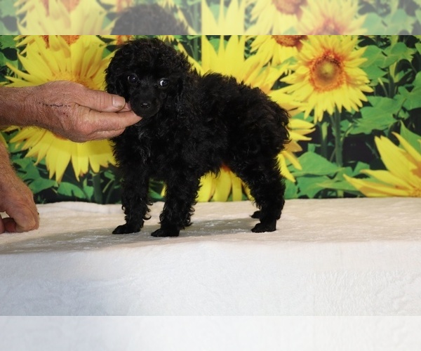 Medium Photo #16 Poodle (Toy) Puppy For Sale in DYERSBURG, TN, USA
