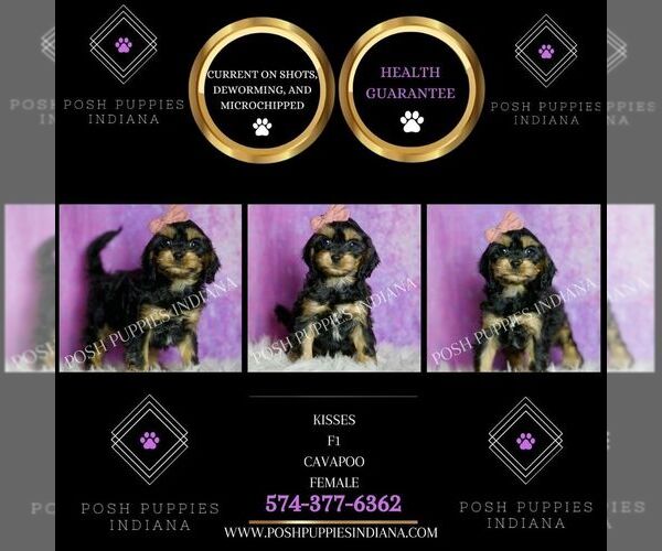 Medium Photo #20 Cavapoo (Miniature) Puppy For Sale in WARSAW, IN, USA