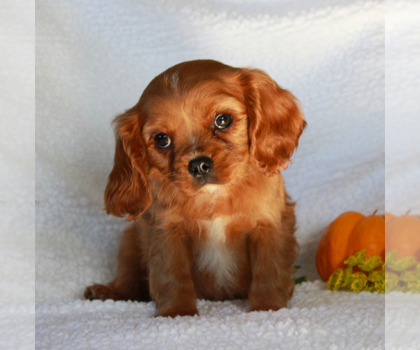 Medium Photo #2 Cavalier King Charles Spaniel Puppy For Sale in GORDONVILLE, PA, USA