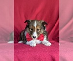 Small Photo #4 Shetland Sheepdog Puppy For Sale in OXFORD, PA, USA
