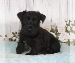Scottish Terrier Puppy for sale in PENNS CREEK, PA, USA