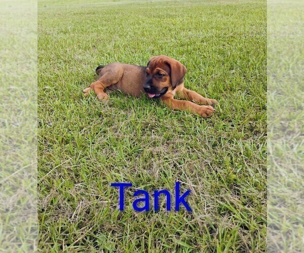 Medium Photo #10 Doberman Pinscher Puppy For Sale in BRANTLEY, AL, USA