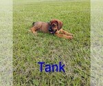 Small Photo #10 Doberman Pinscher Puppy For Sale in BRANTLEY, AL, USA